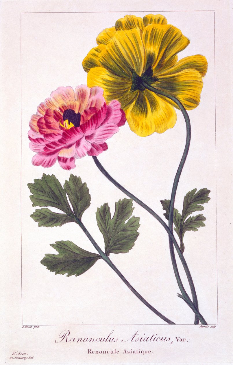 Jaskier perski, 1836 (ręcznie barwiony grawerunek) autorstwa Pancrace Bessa
