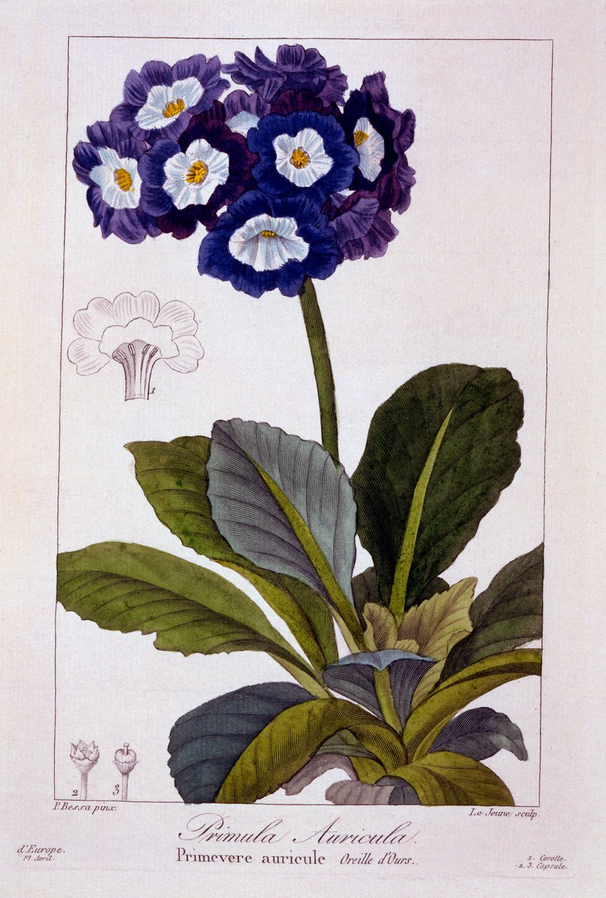 Primula auricula, 1836 (ręcznie barwiony grawer) autorstwa Pancrace Bessa