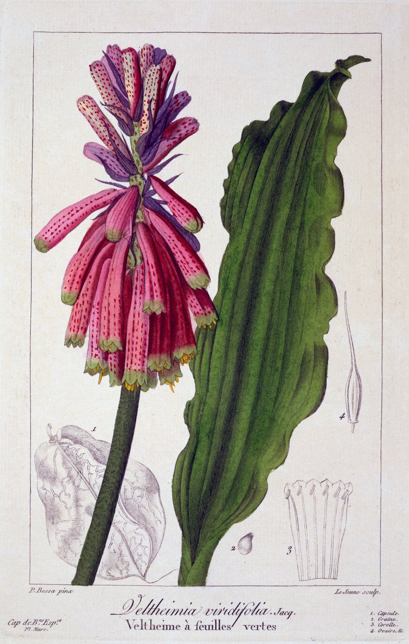 Veltheimia viridifolia, 1836 (rycina ręcznie kolorowana) autorstwa Pancrace Bessa