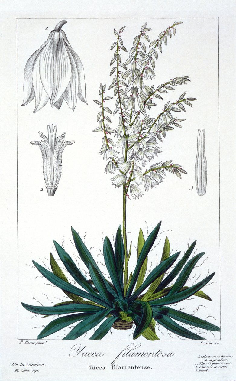 Yucca filamentosa, 1836 (ręcznie barwiony grawerunek) autorstwa Pancrace Bessa