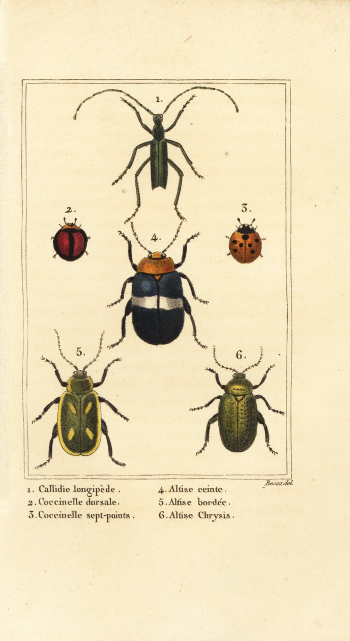 Callidium longipes 1, biedronki, Jauravia dorsalis 2, Coccinella septempunctata 3, pchełki, Altica emarginata 4, Altica emarginata 5 i Altica chrysis 6 autorstwa Pancrace (after) Bessa