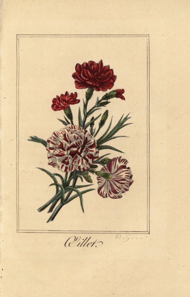 Goździk lub goździk różowy, oleista, Dianthus caryophyllus autorstwa Pancrace (after) Bessa