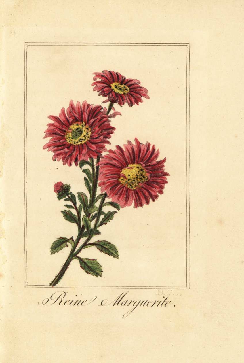aster chiński, reine marguerite, Callistephus chinensis autorstwa Pancrace (after) Bessa