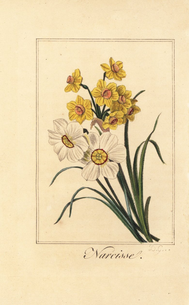 Odmiany żonkila, Narcisse, Narcissus poeticus i Narcissus pseudonarcissus autorstwa Pancrace (after) Bessa