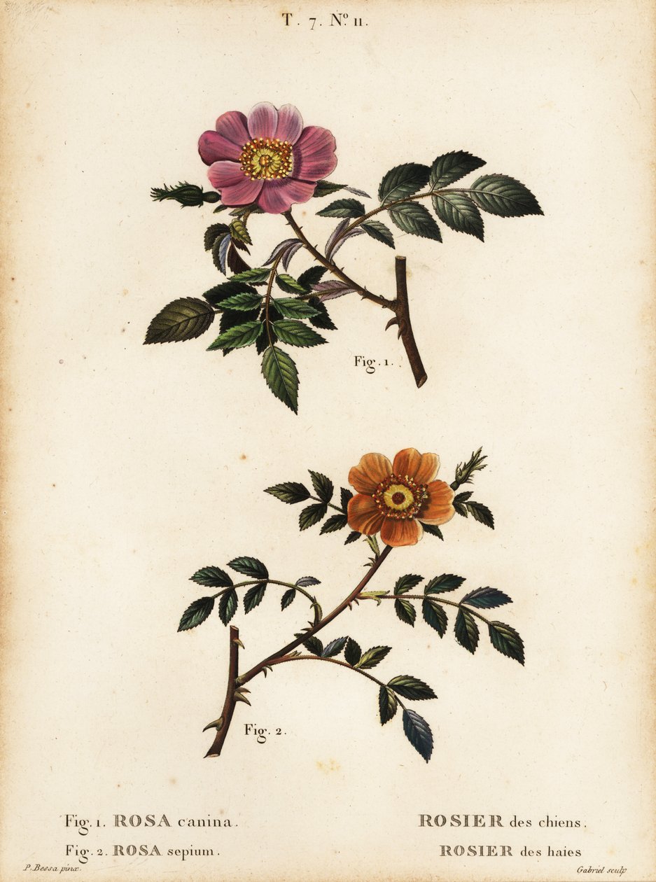Dzika róża, Rosa canina, Rosier des Chiens 1 i wrzośca drobnolistna, Rosa sepium, Rosa agrestis, Rosier des Haies 2 autorstwa Pancrace (after) Bessa