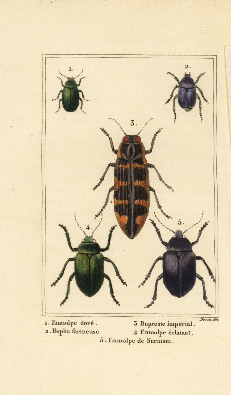 chrząszcz Dogbane , Chrysochus auratus 1 , Hoplia argentea 2 , chrząszcz Banksia klejnot , Cyrioides imperialis 3 , Eumolpus fulgidus 4 i Eumolpus surinamensis 5 autorstwa Pancrace (after) Bessa