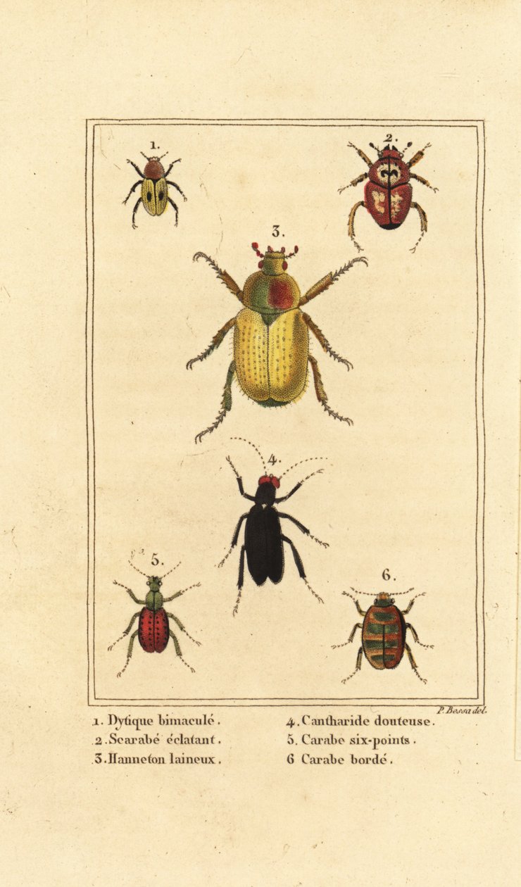 Dytiscus bimaculatus 1, skarabeusz 2, chrabąszcz, Melolontha melolontha 3, Cantharis beetle 4, Carabus sexpunciatus 5 i Omophron limbatum 6 autorstwa Pancrace (after) Bessa
