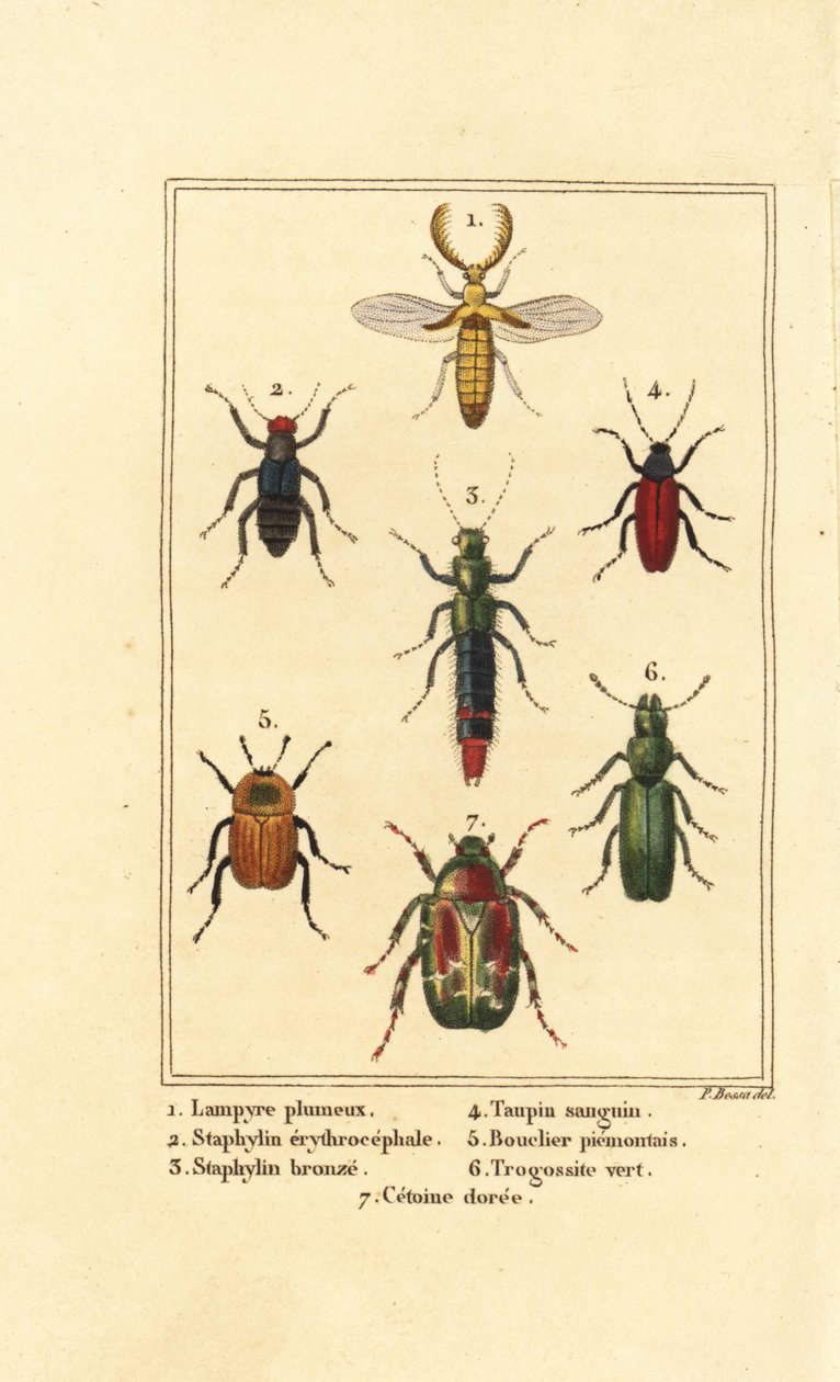 Lampyris, chrząszcz kusa, Staphylinus erythropterus 2, Staphylinus gatunki 3, Ampedus sanguineus 4, Silpha pedeonta 5, Temnoscheila virescens 6 i trzcinnik róży, Cetonia aurata 7 autorstwa Pancrace (after) Bessa