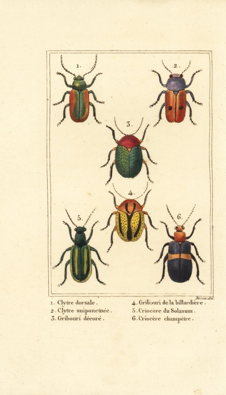 Chrząszcze liściaste: Smaragdina limbata 1, Clytra laeviuscula 2, chrząszcze Cryptocephalus 3,4, Crioceris solani 5 i Chrysomela campestris 6 autorstwa Pancrace (after) Bessa