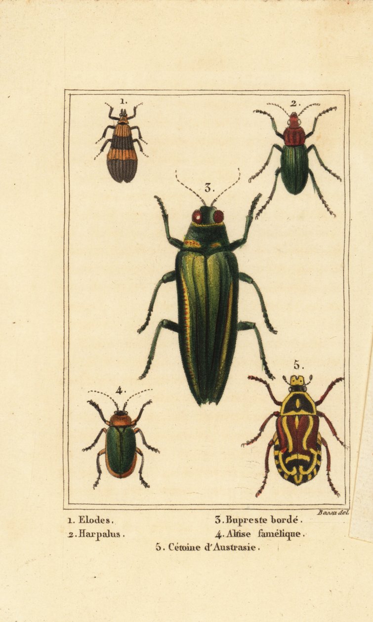 chrząszcz błotny, Elodes 1, chrząszcz Harpalus 2, chrząszcz klejnot, Buprestis 3, chrząszcz pcheł, Altica famelica 4 i chrząszcz trzcinowy, gatunek Cetonia 5 autorstwa Pancrace (after) Bessa
