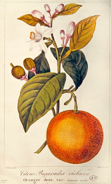 Pomarańczowy, grawerowany przez Barois, ok.1820 (kolorowy grawerunek) autorstwa Pancrace (after) Bessa