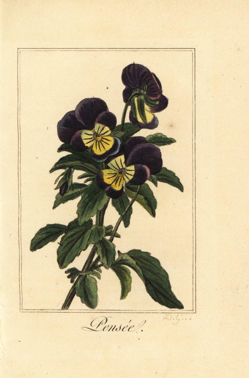 Bratek, pensee, Viola tricolor var. autorstwa Pancrace (after) Bessa