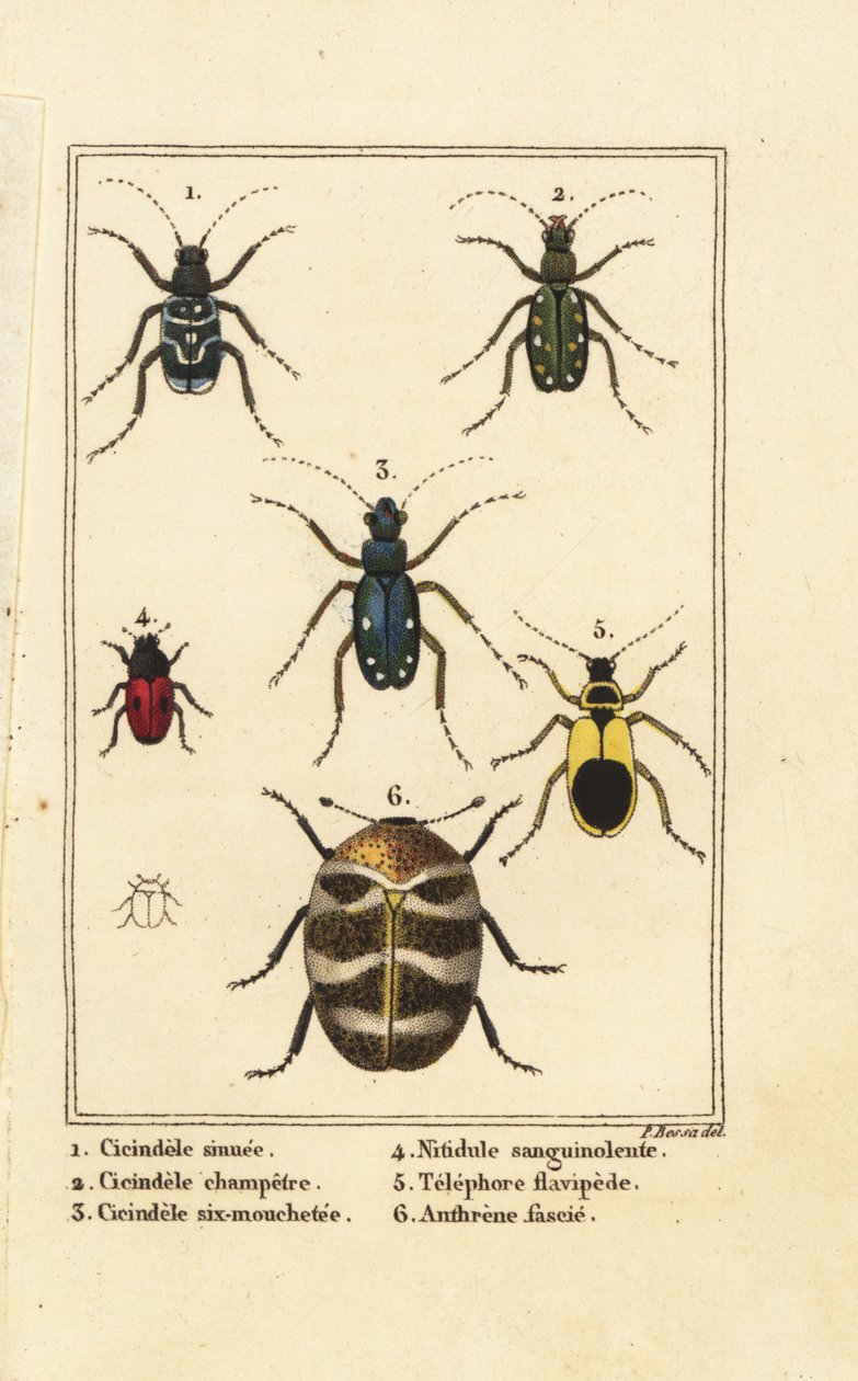 Chrząszcze tygrysie, Cicindela sinuata 1, Cicindela campestris 2, Cicindela sexguttata 3, Nitidula zakrwawiona 4, różnorodny chrząszcz dywanowy, żółtawy telefora 5, Anthrenus verbasci 6 autorstwa Pancrace (after) Bessa