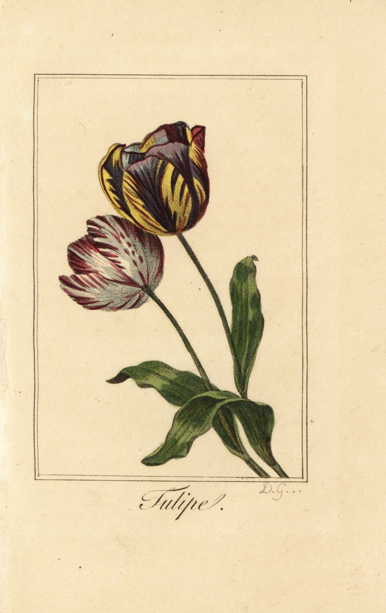 Odmiany tulipana, tulipana, Tulipa gesneriana autorstwa Pancrace (after) Bessa