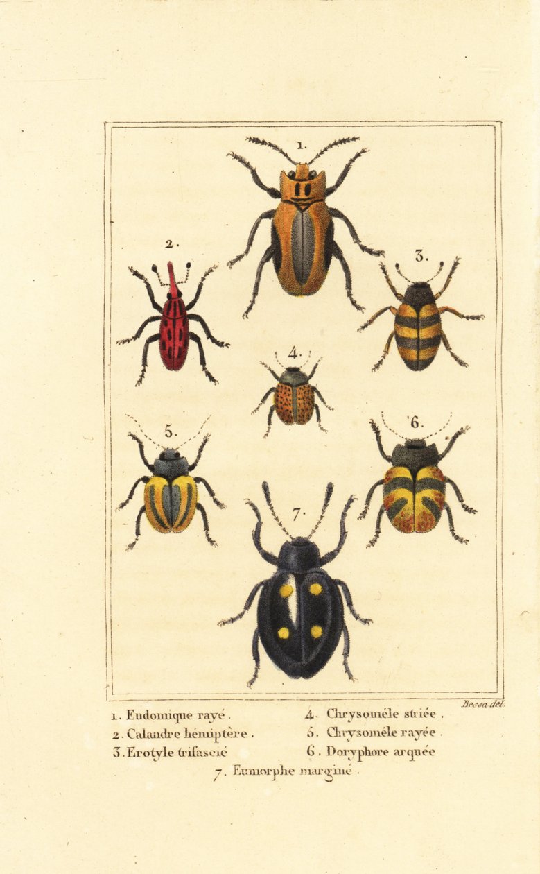 ryjkowce: Eudomychus striata 1, Calandra hemiptera 2, chrząszcz pospolity, gatunki Erotylus 3, Chrysomela striata 4, Acalymma vittatum 5, Chrysomela arcuata 6 i Eumorphus marginata 7 autorstwa Pancrace (after) Bessa