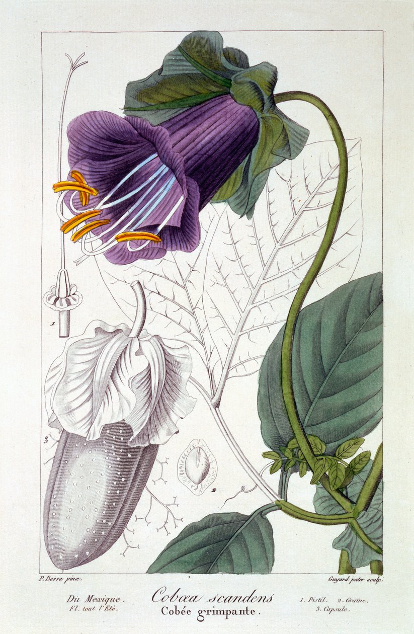 Cobaea scandens, 1836 (ręcznie barwiony grawerunek) autorstwa Pancrace Bessa
