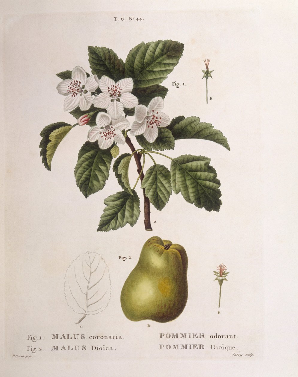 Jabłko krabowe (Malus coronaria), Henry Louis Duhamel du Monceau, płyta botaniczna Pancrace Bessa autorstwa Pancrace Bessa