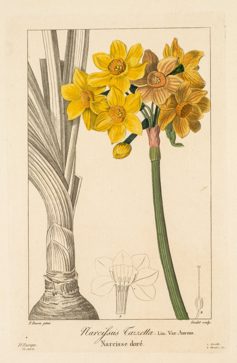 Flora ogrodników, hobbystów i producentów: Polyanthus lub Cluster Narcissus, 1836. autorstwa Pancrace Bessa