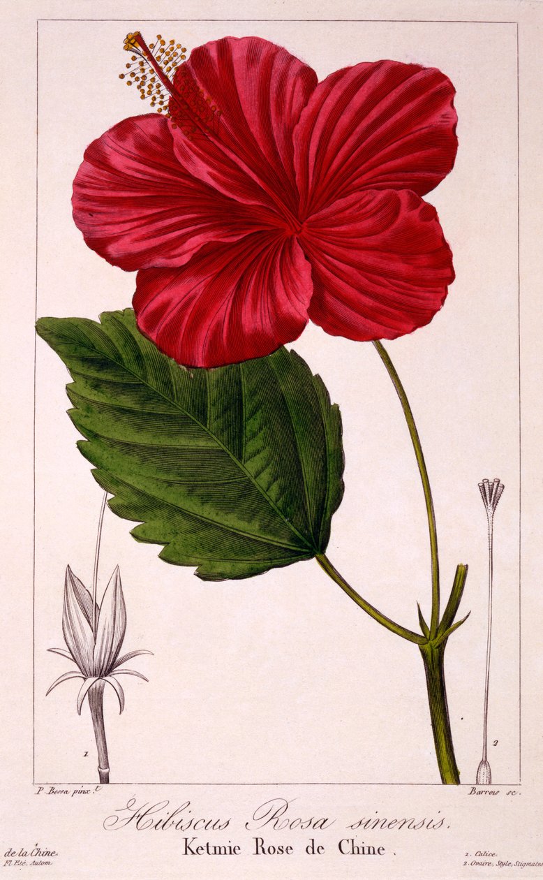 Hibiscus rosa-sinensis, 1836 (ręcznie barwiony grawerunek) autorstwa Pancrace Bessa