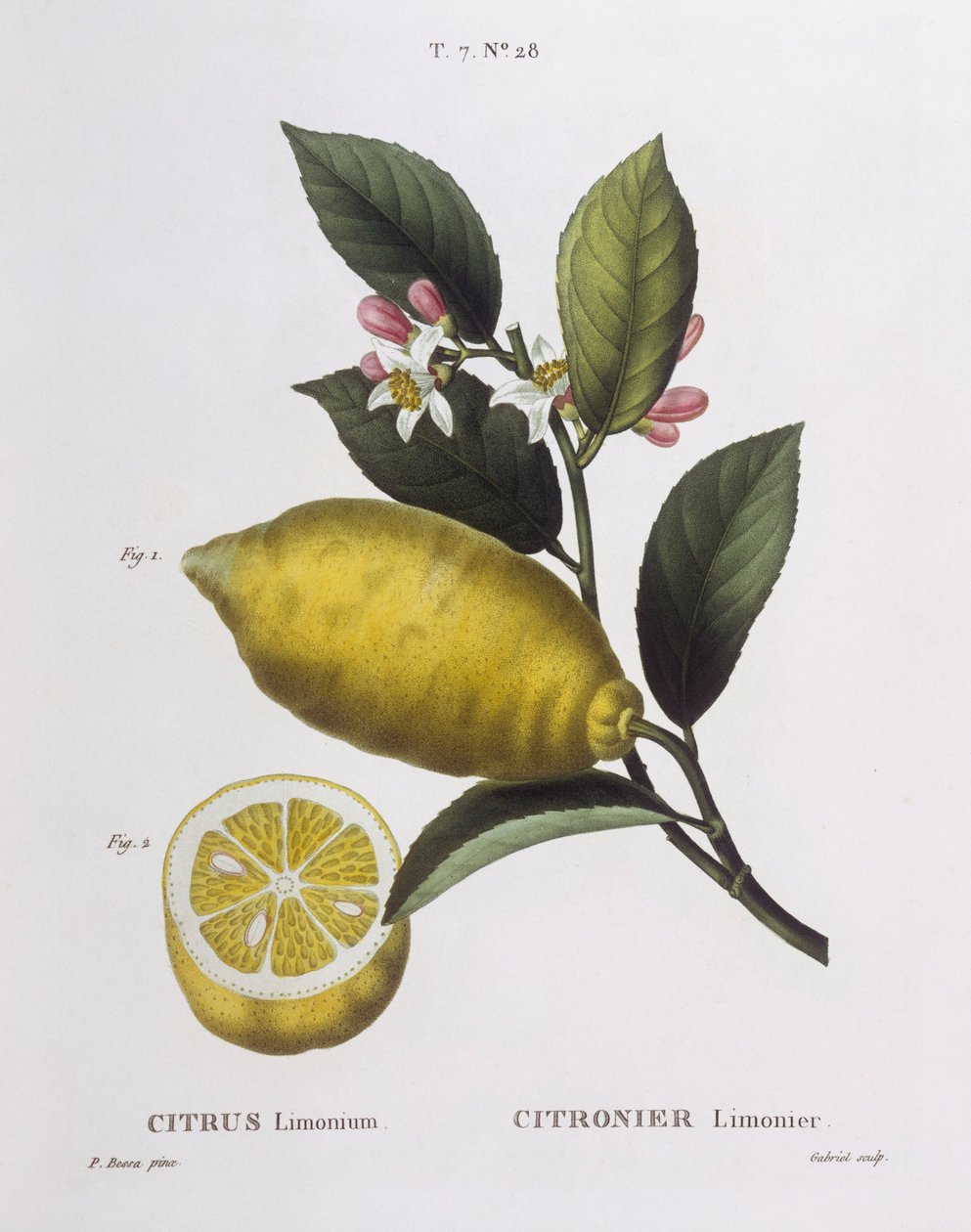 Cytryna (Citrus limonium), Henry Louis Duhamel du Monceau, płyta botaniczna Pancrace Bessa autorstwa Pancrace Bessa