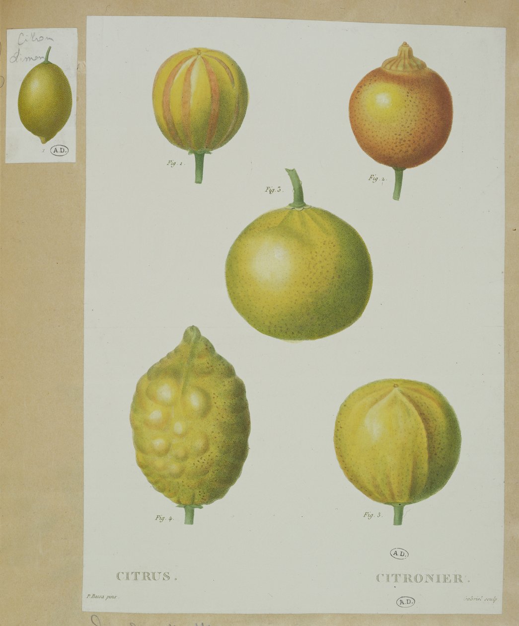 Cytryny grawerowane przez Gabriela autorstwa Pancrace Bessa