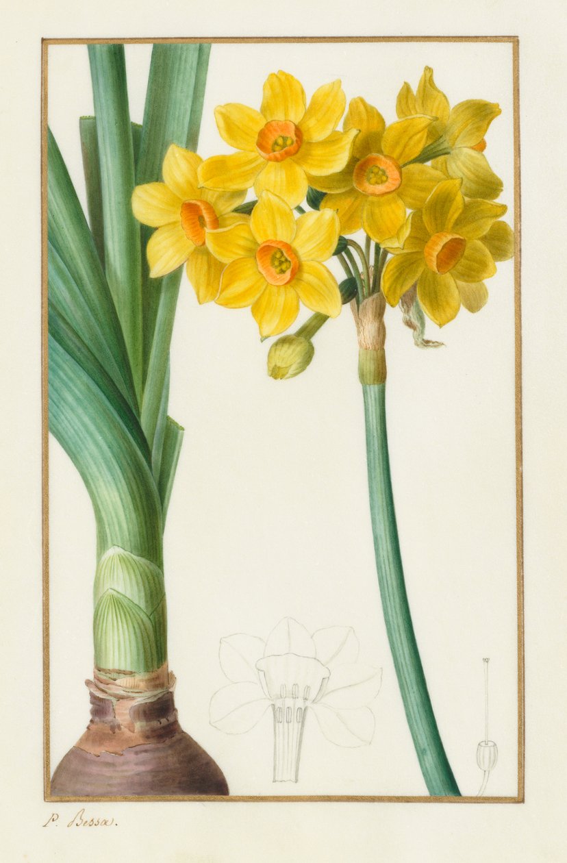 Polyanthus lub Cluster Narcissus (botaniczny: Narcissus tazetta) autorstwa Pancrace Bessa