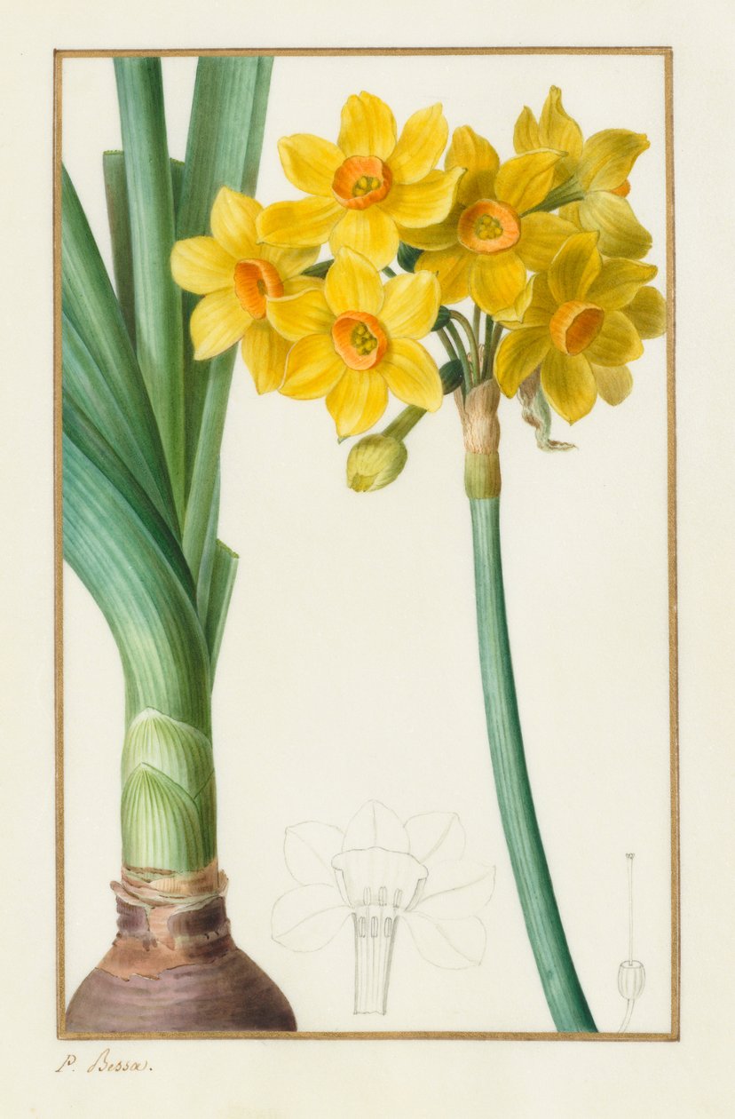 Polyanthus lub Cluster Narcissus Botanical: Narcissus tazetta, 1836. autorstwa Pancrace Bessa