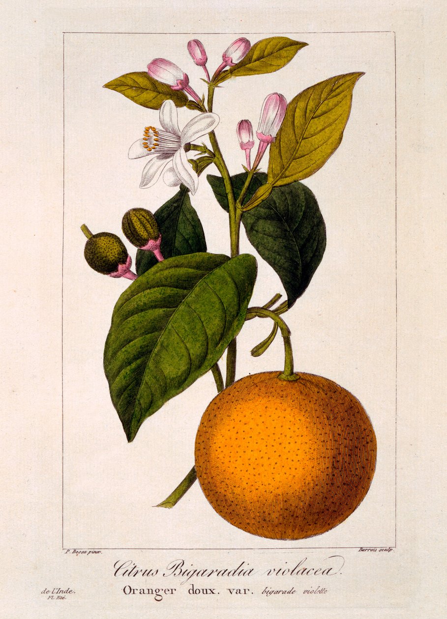 Słodka Pomarańcza: Citrus sinensis var. Bigaradia violacea, 1836 (ręcznie barwiony grawerunek) autorstwa Pancrace Bessa
