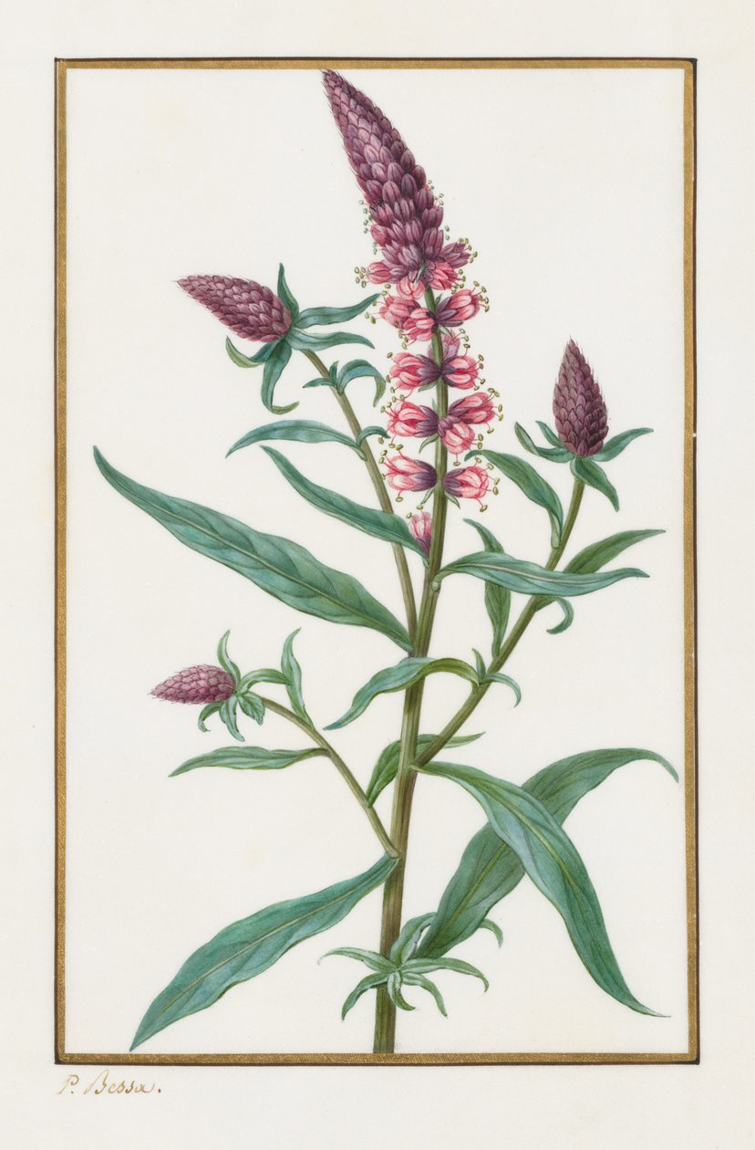 Bez tytułu, 1828-1835. autorstwa Pancrace Bessa