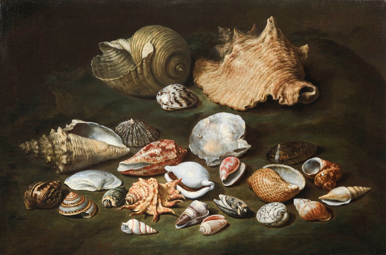 "Martwa natura z muszlami" Obraz Paolo Porpora (1617-1673), - Olej na płótnie, format 44,5x67 cm Fondation Custodia autorstwa Paolo Porpora