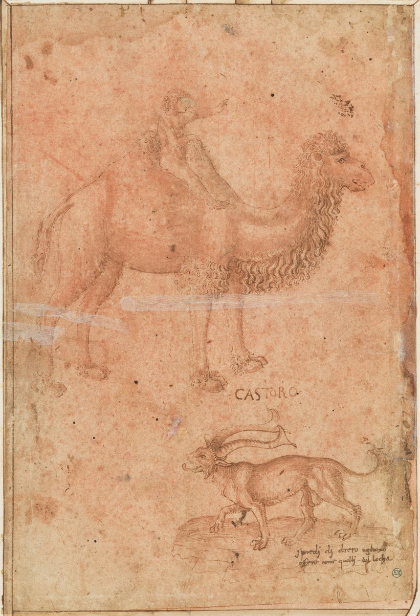 Ein Kamel mit einem reitenden Kind. Darunter ein fabelhaftes Tier (Castoro) autorstwa Paolo Uccello