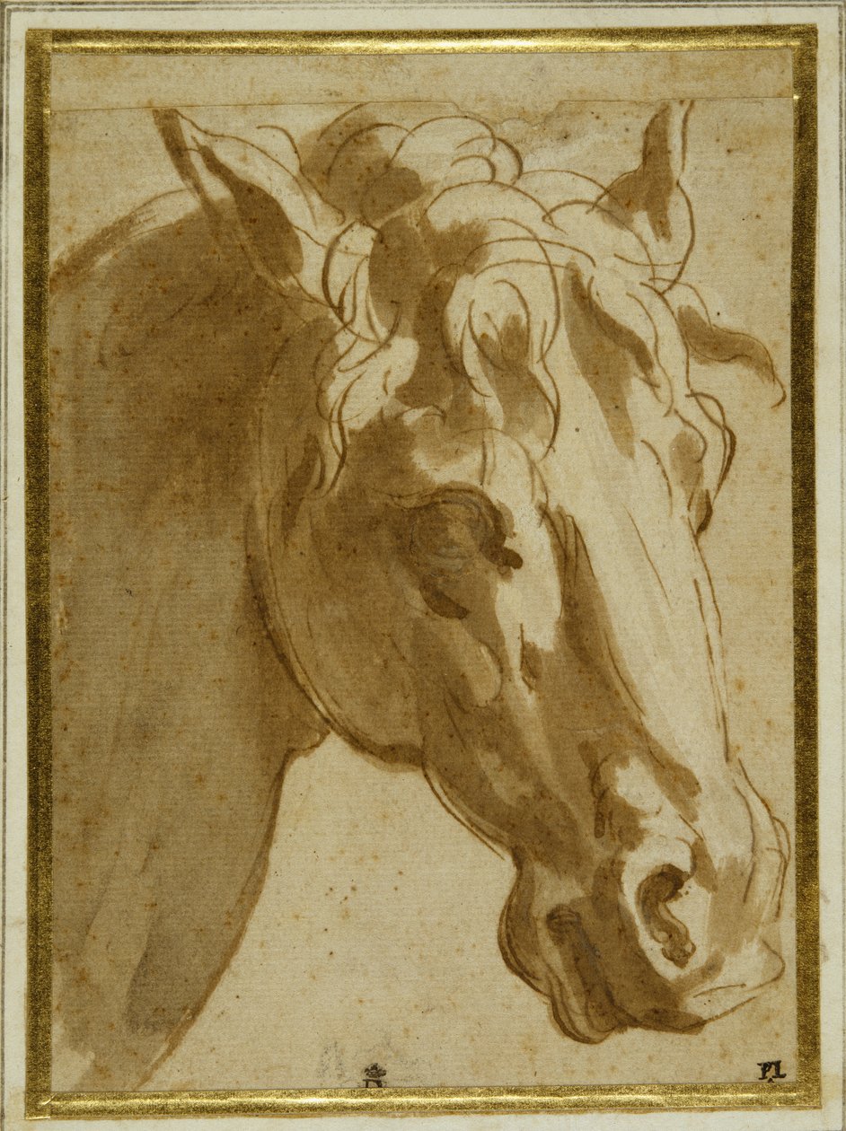 Głowa i szyja konia (pióro i brązowy tusz z wash na kremowym papierze) autorstwa Parmigianino