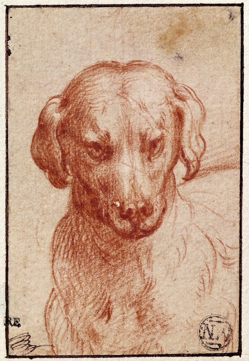 Głowa psa (czerwona kreda na papierze) autorstwa Parmigianino