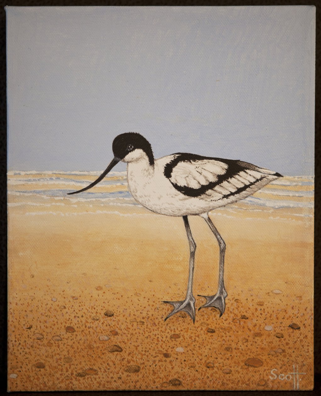 Avocet, 2016 r. autorstwa Pat Scott