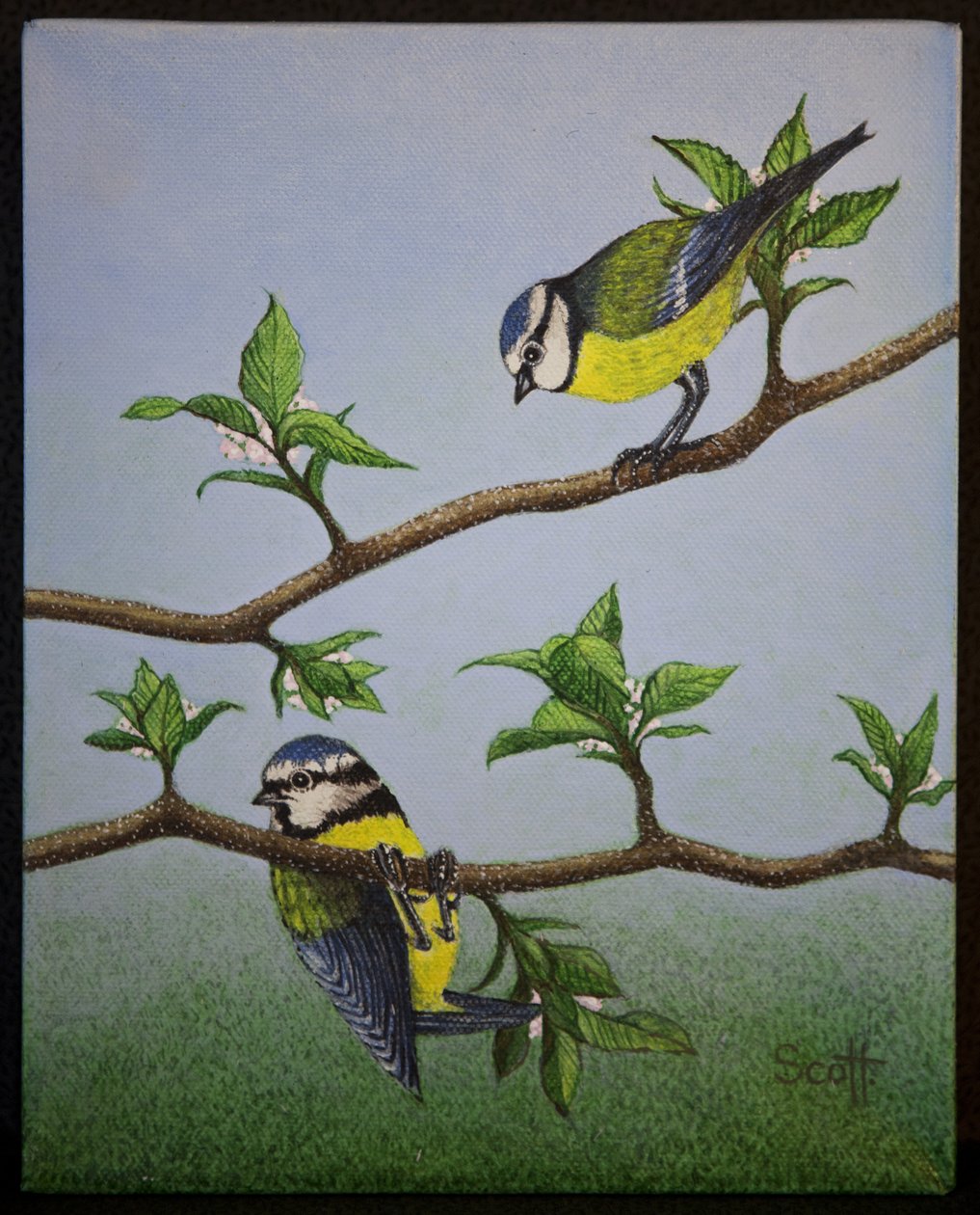 Bluetits, 2016 autorstwa Pat Scott