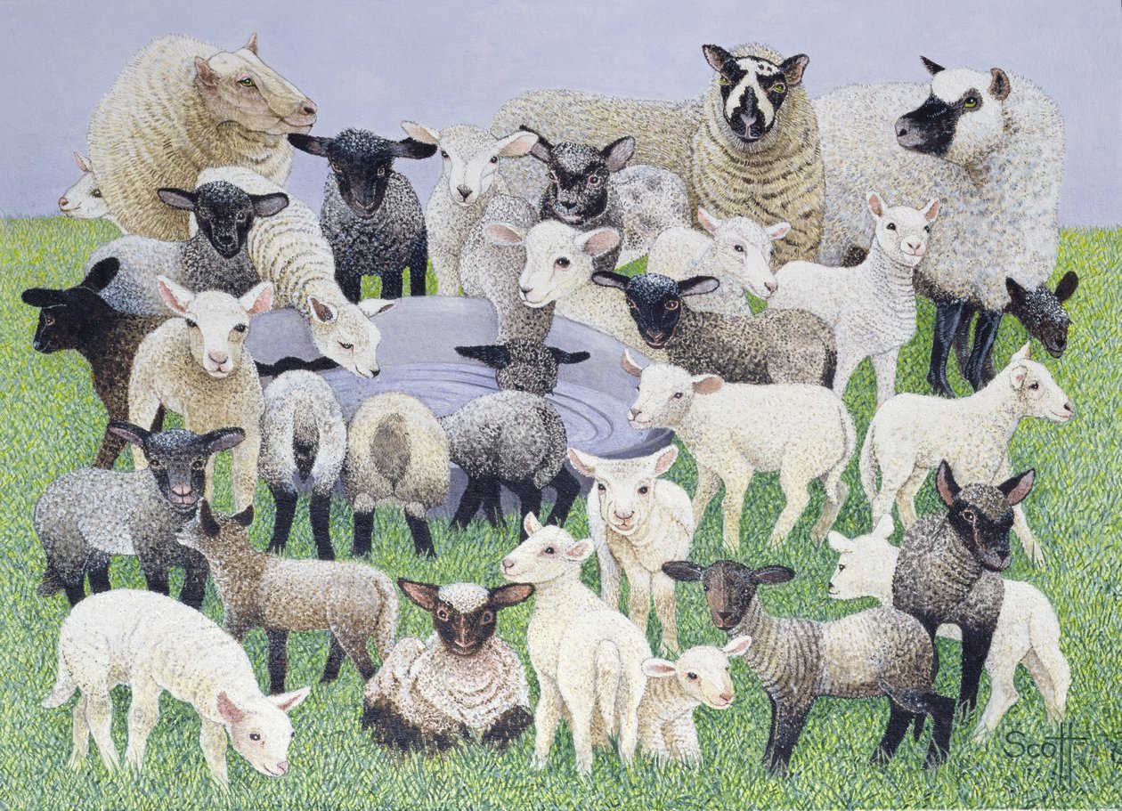 Feeling Sheepish (olej na płótnie) autorstwa Pat Scott