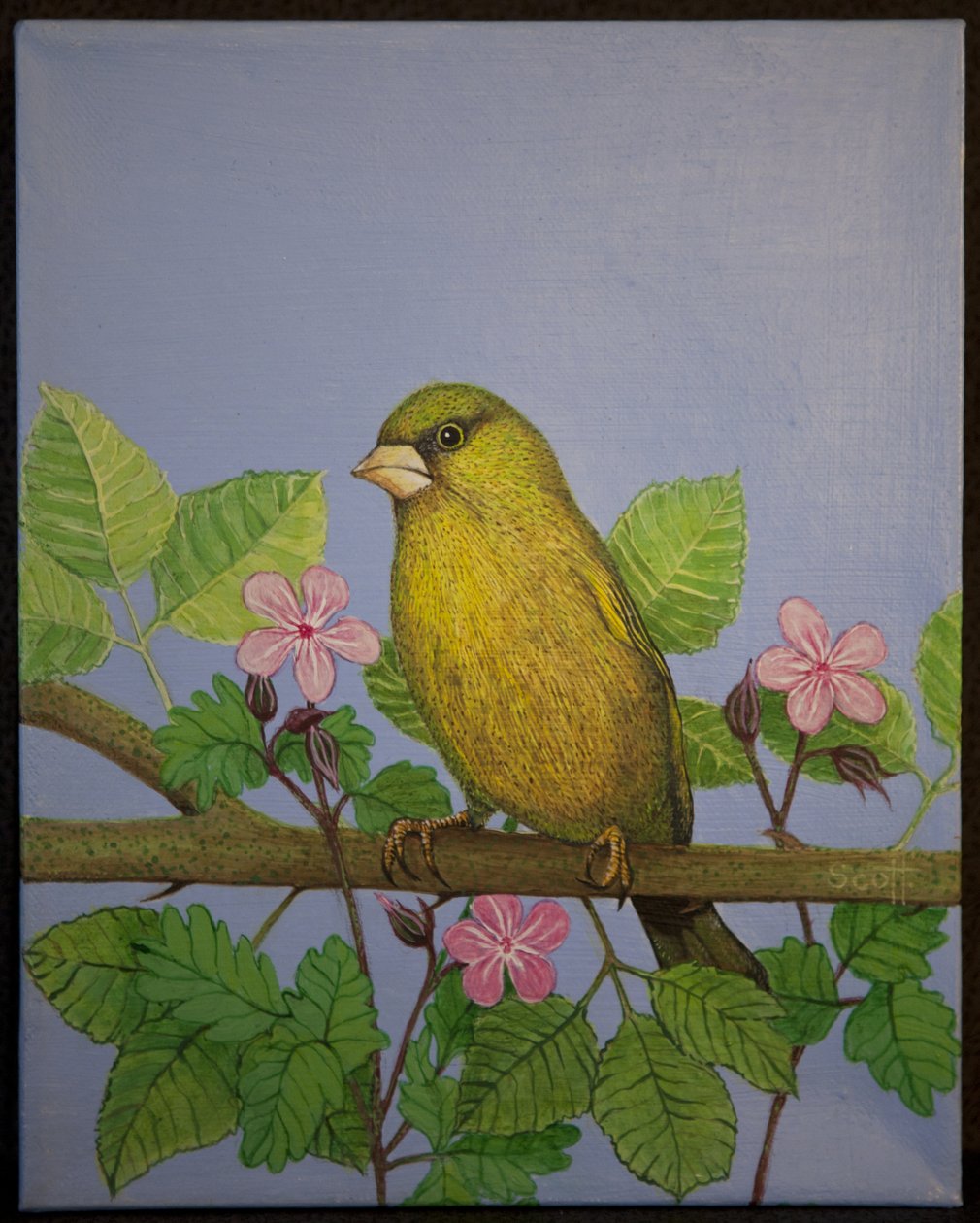 Greenfinch, 2016 autorstwa Pat Scott