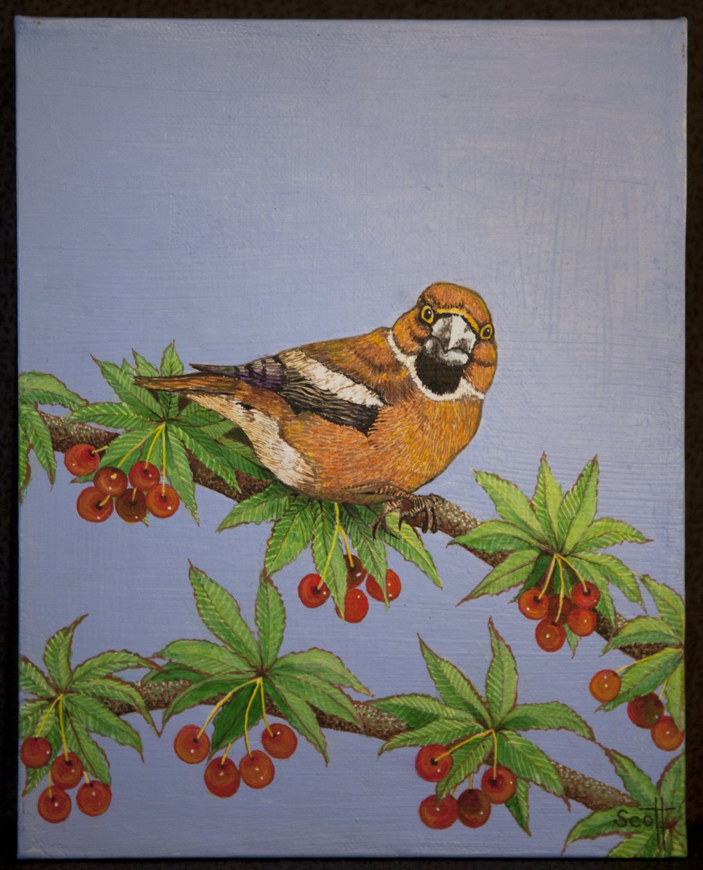 Jastrząb, 2016 r. autorstwa Pat Scott