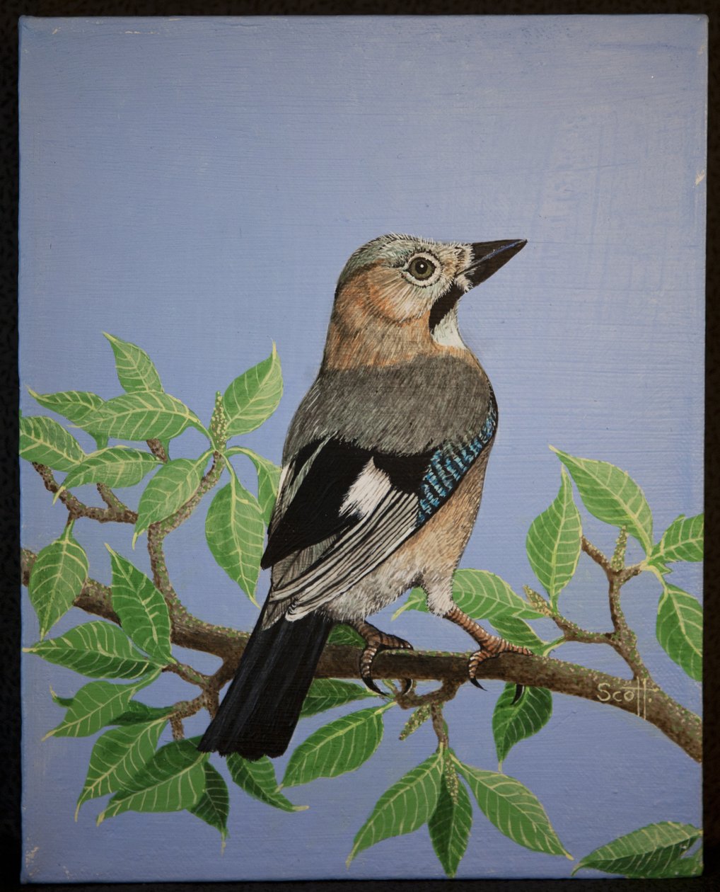 Jay, 2016 autorstwa Pat Scott