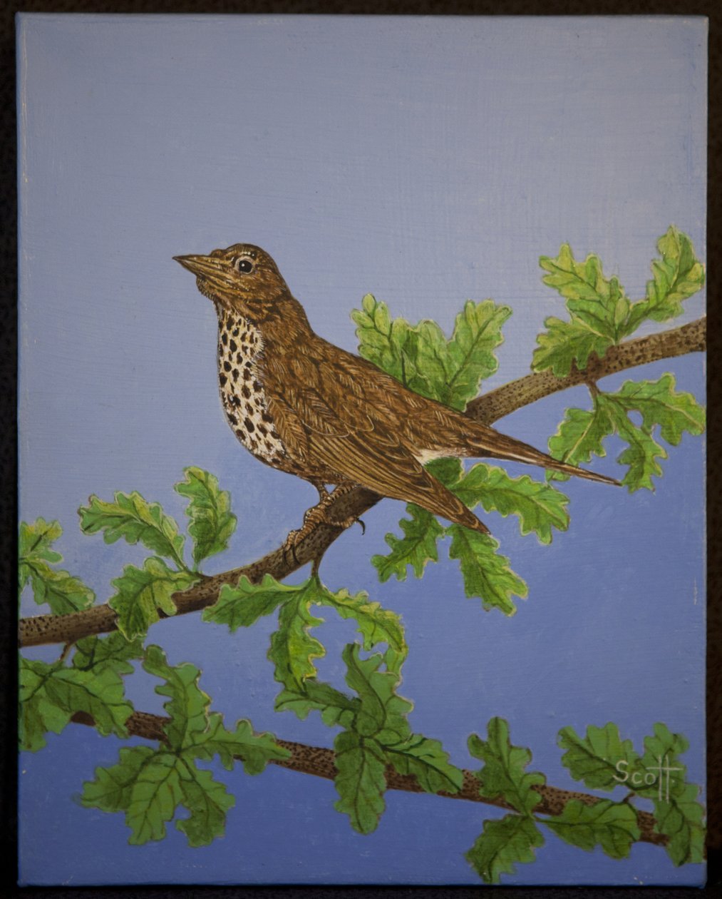 Mistle Thrush, 2016 r. autorstwa Pat Scott