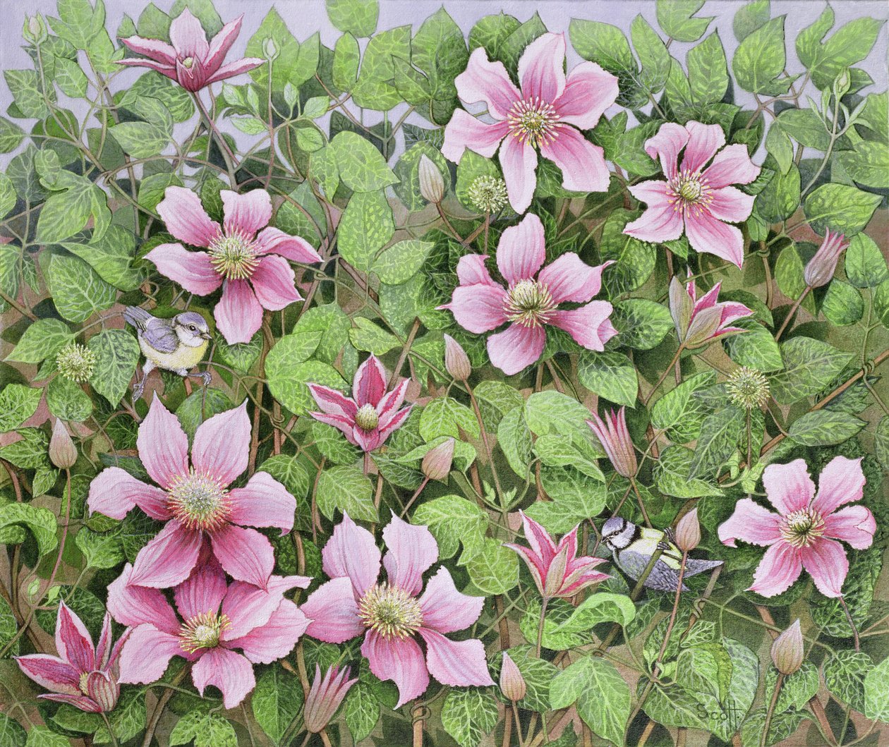 Nesting in Clematis (olej na płótnie) autorstwa Pat Scott