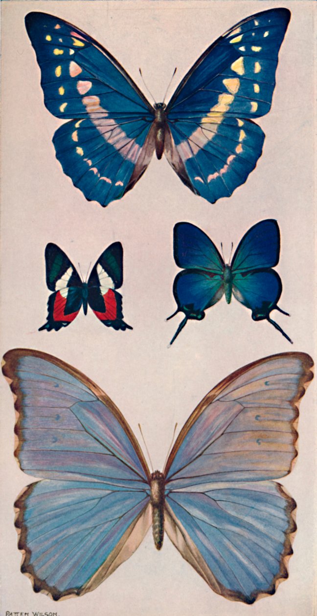 Niektóre motyle Rios, 1914 autorstwa Patten Wilson