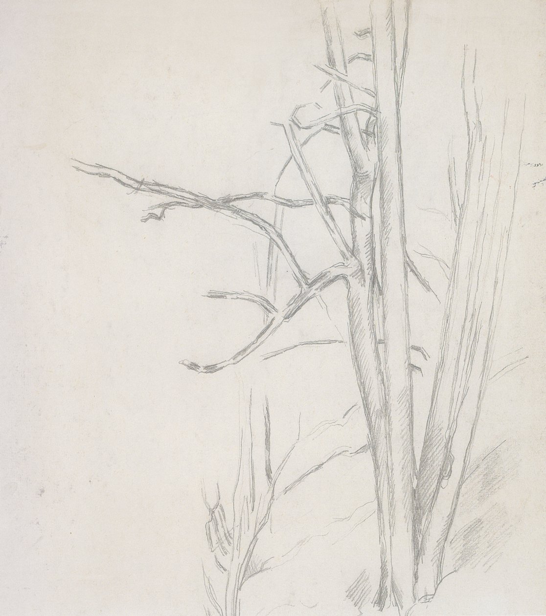 Badanie drzewa autorstwa Paul Cézanne