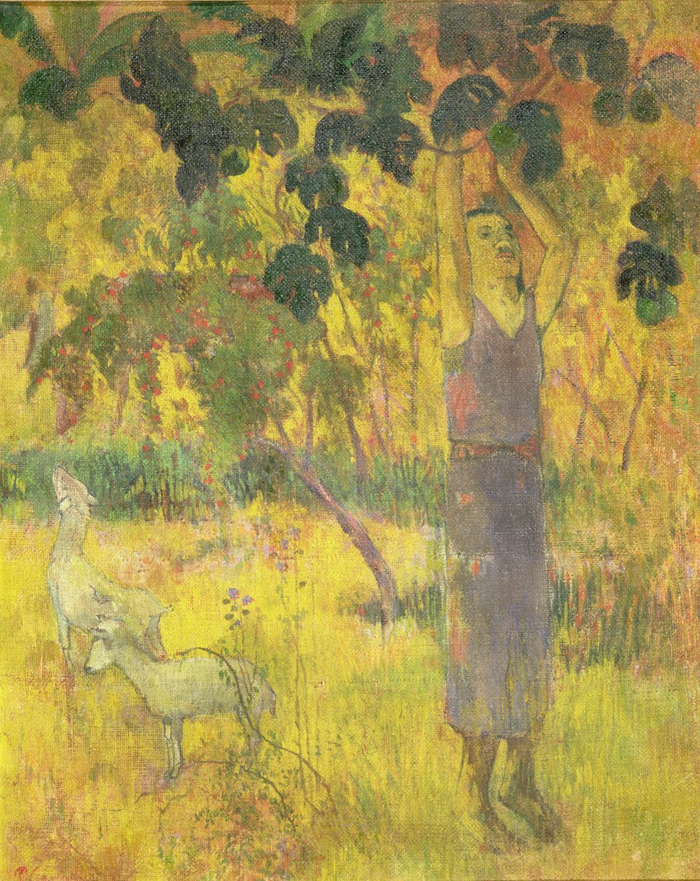Mężczyzna zbierający owoc z drzewa, 1897 autorstwa Paul Gauguin