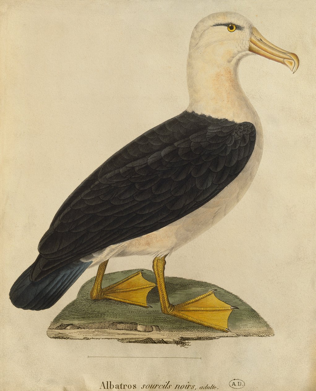 Albatros z czarnymi brwiami (kolorowy grawer) autorstwa Paul Louis Oudart