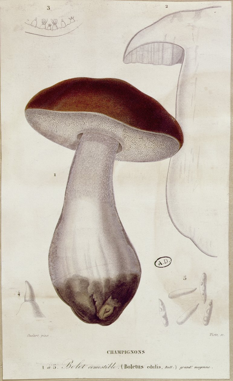 Borowik szlachetny, ilustracja do wydania „Traite des Champignons” Jeana Jacquesa Pauleta (1740-1826) autorstwa Paul Louis Oudart