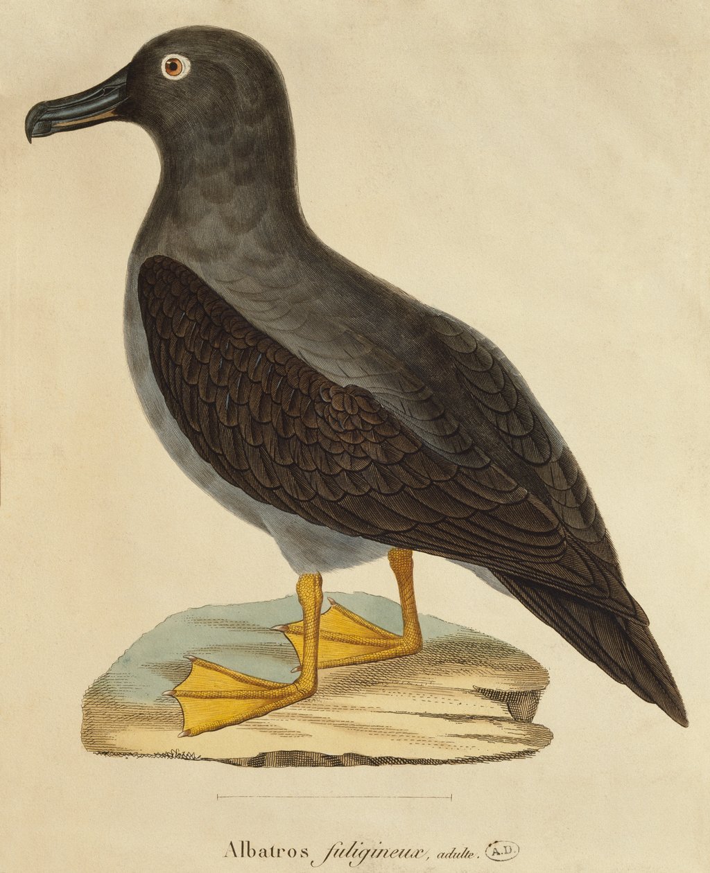 Sooty Albatross (kolor grawerowany) autorstwa Paul Louis Oudart