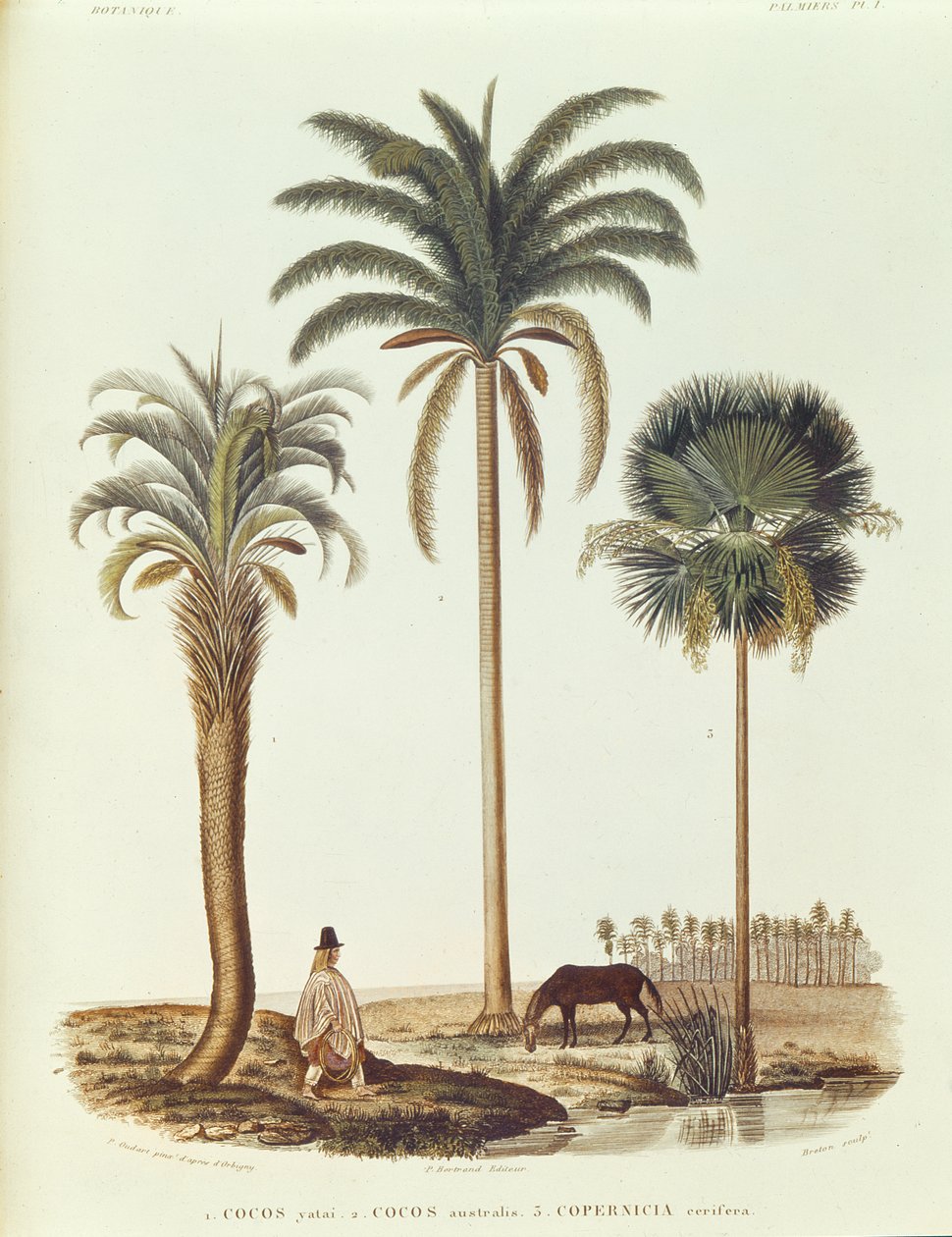 Gatunek palmy argentyńskiej, ilustracja z Voyage dans lAmerique Meridionale autorstwa Alcide dOrbigny, grawerowana przez Bretona, 1847 autorstwa Paul Louis Oudart