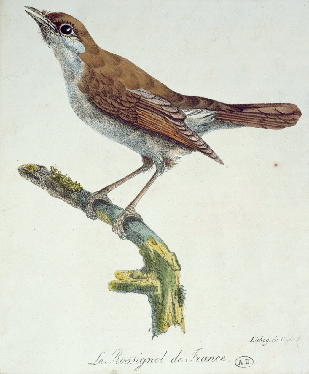Słowik Francji, ok. 1830 autorstwa Paul Louis Oudart