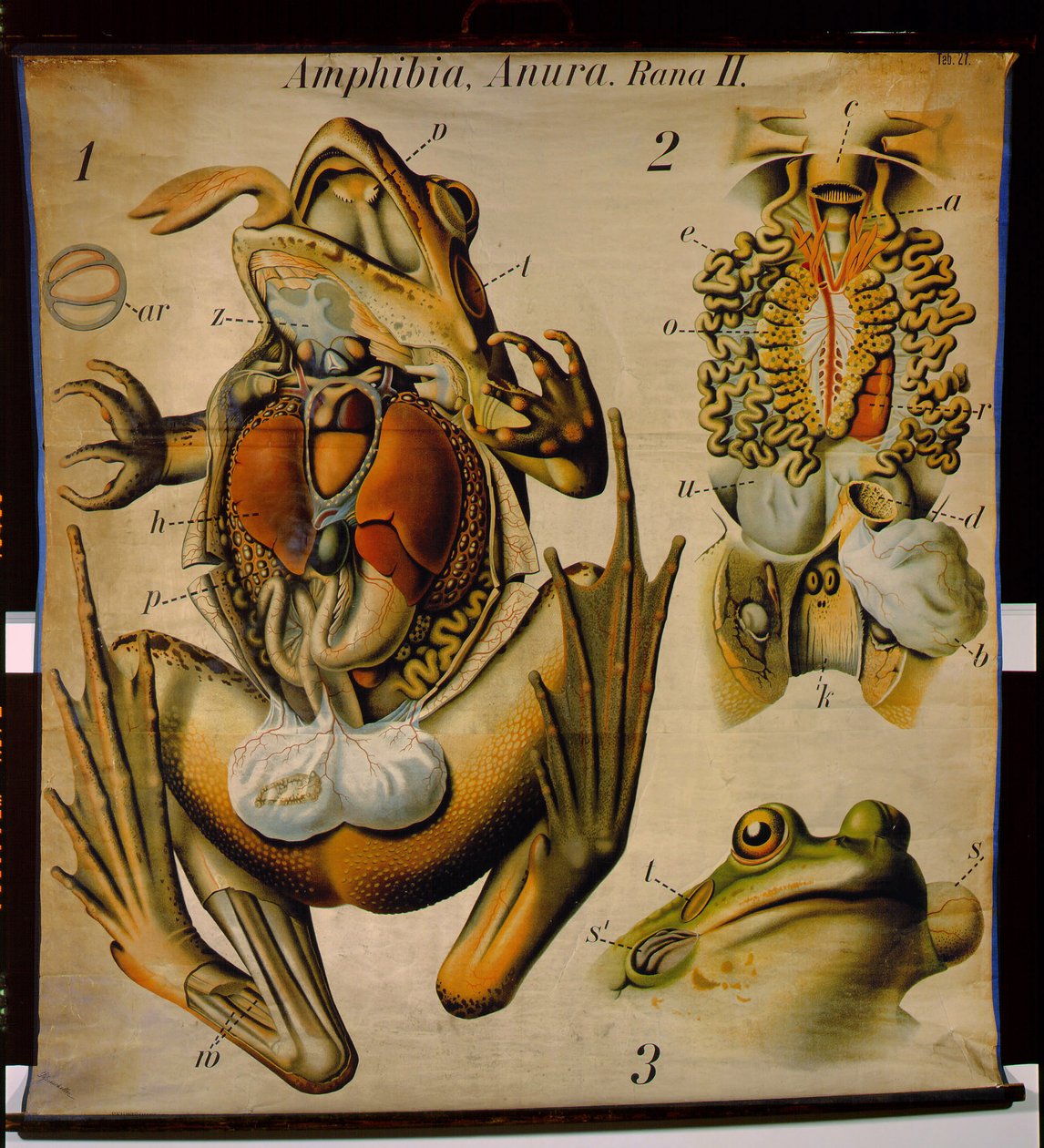 Anatomia Rany, nr 27, Zoologiczna tablica ścienna Pfurtschellera autorstwa Paul Pfurtscheller